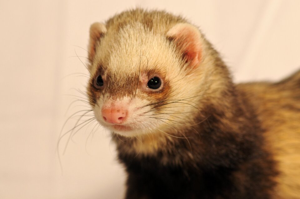 Ferret animal close up