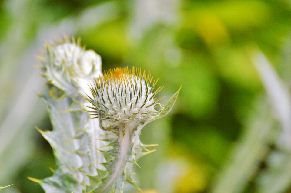 Flower prickly silver