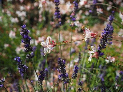 Lavender white glory candle