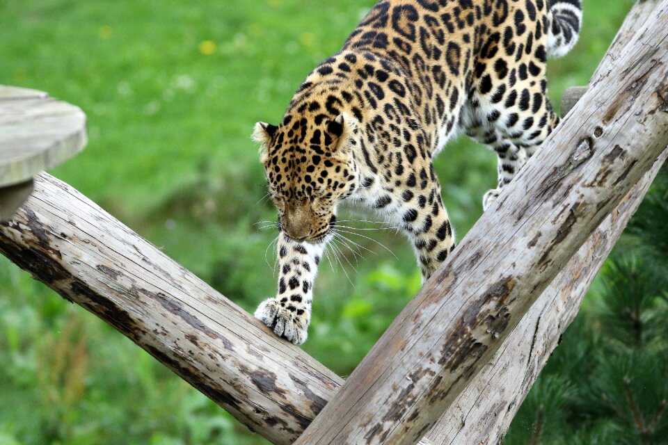 Nature animal natural