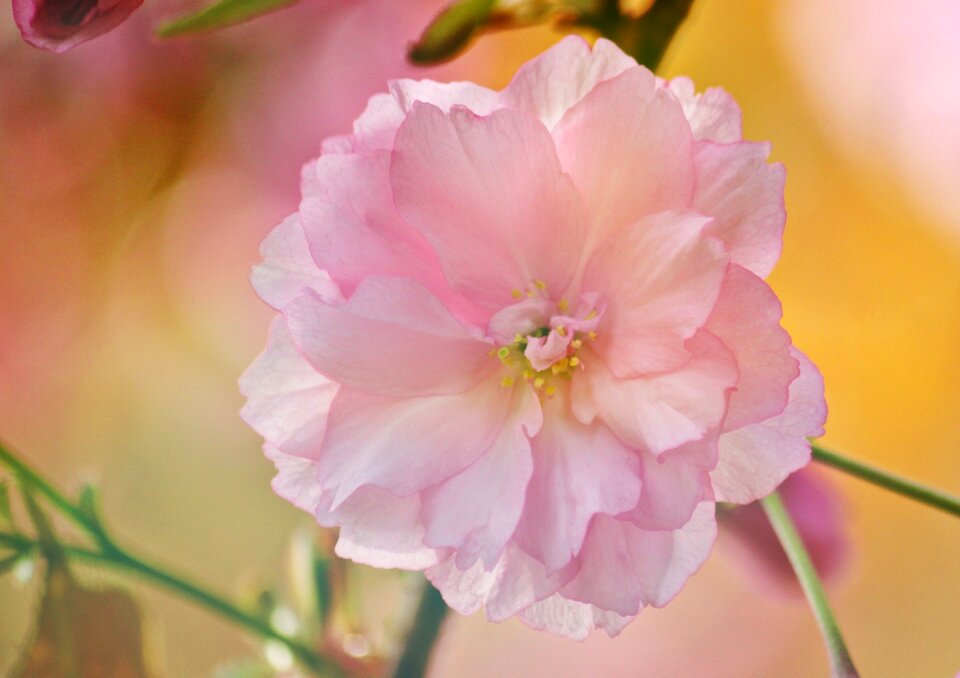 Japanese cherry blossom japanese cherry spring