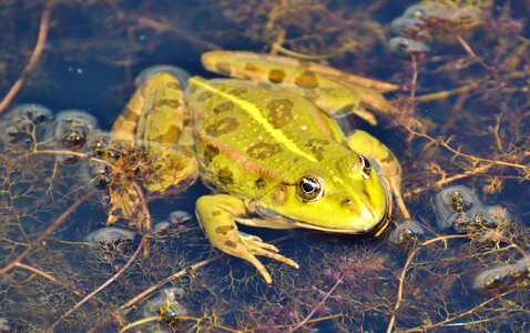 Water aquatic animal water frog