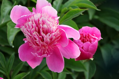Chinese herbaceous peony flower pink photo