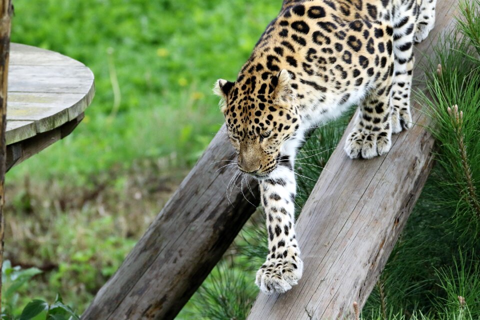 Nature animal natural