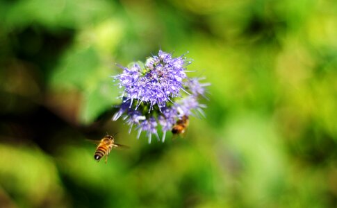 Bee flower blur photo