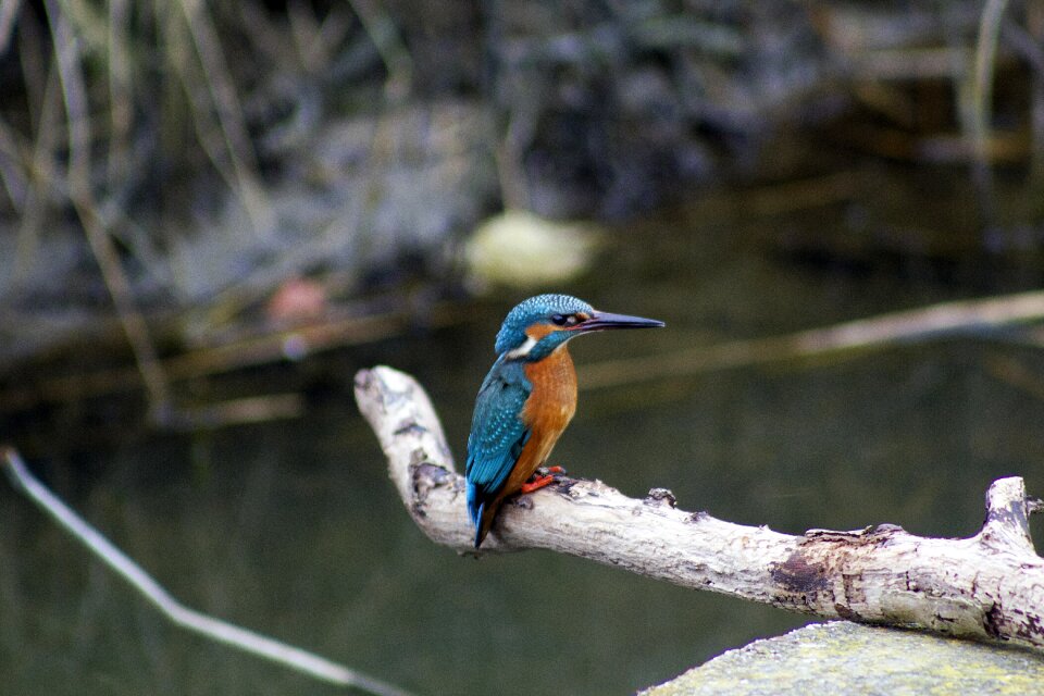Bird nature animal