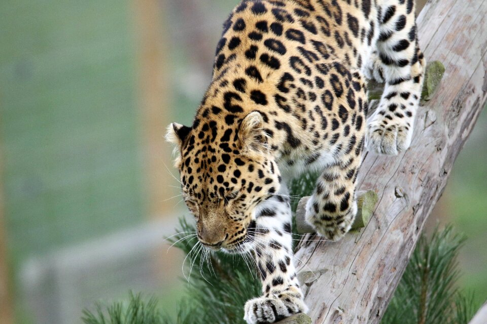 Nature animal natural