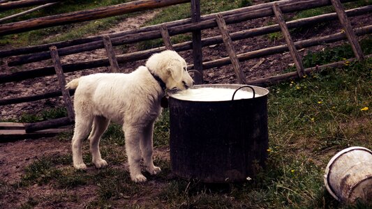 Puppy food animal photo