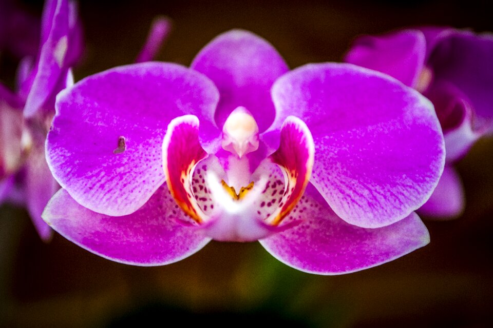 Orchid flower nature