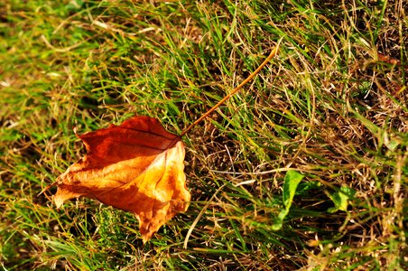 Autumn defoliation grassland