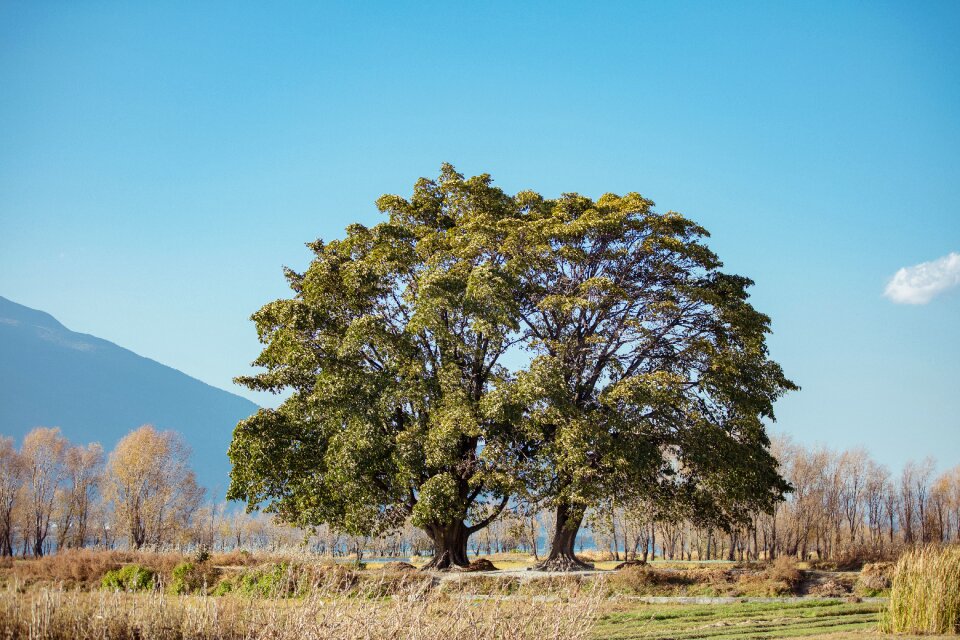 Plain siamese tree clear sky