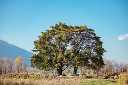 Plain siamese tree clear sky