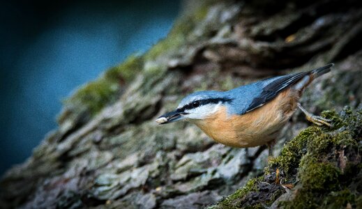 Sitta europaea forest branch