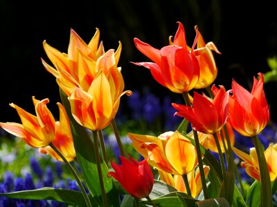 Orange yellow flamed