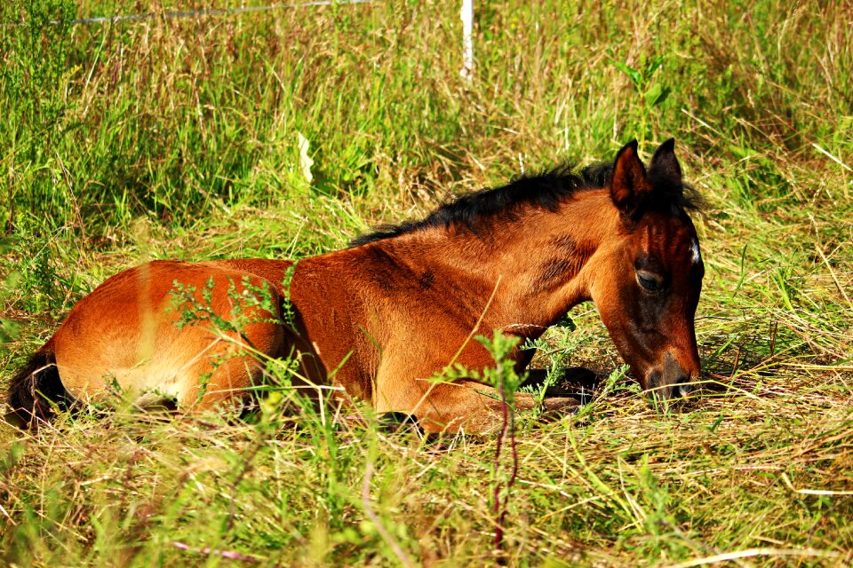 Brown mold grass pasture