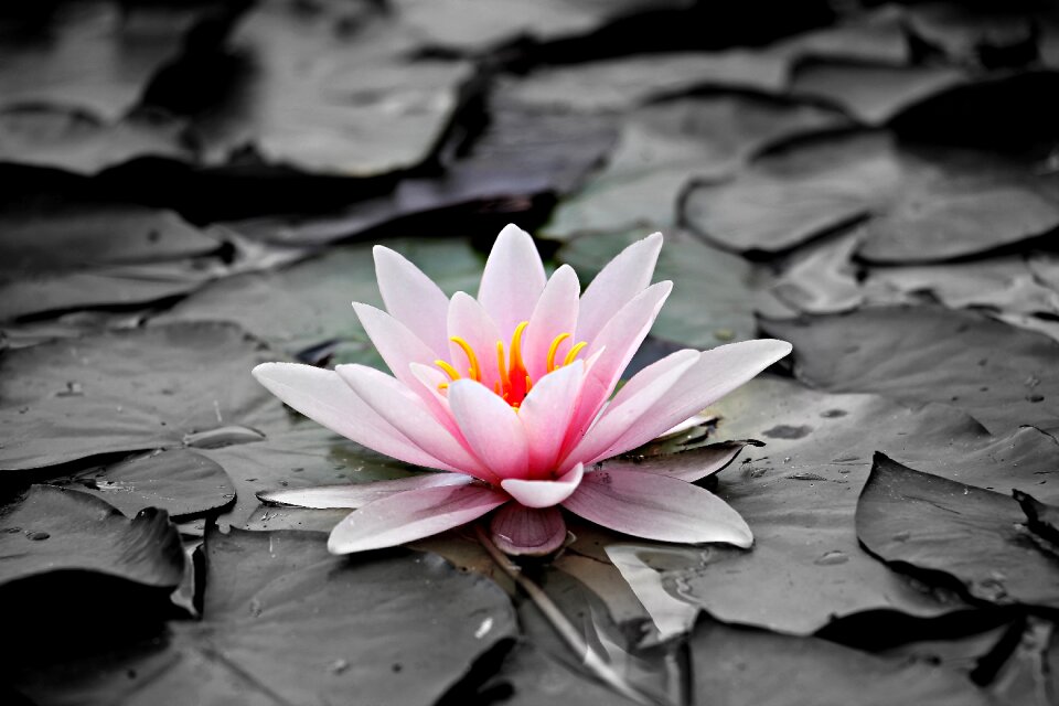 Pink water lily blossom bloom