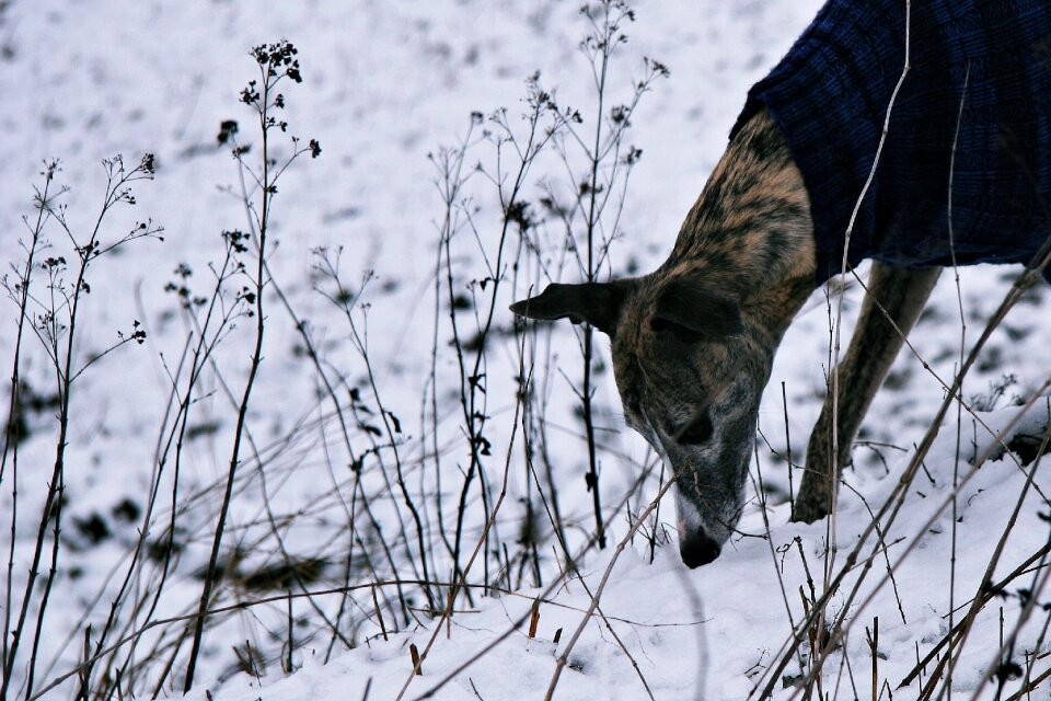 Scrub sniffing dog in the snow