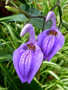 Garden botany nature