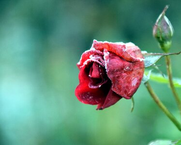 Cold nature flower