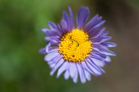 Aster purple flower