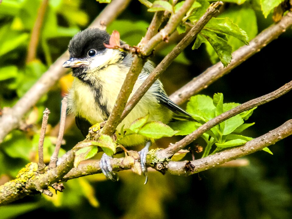 Garden bird nature animal