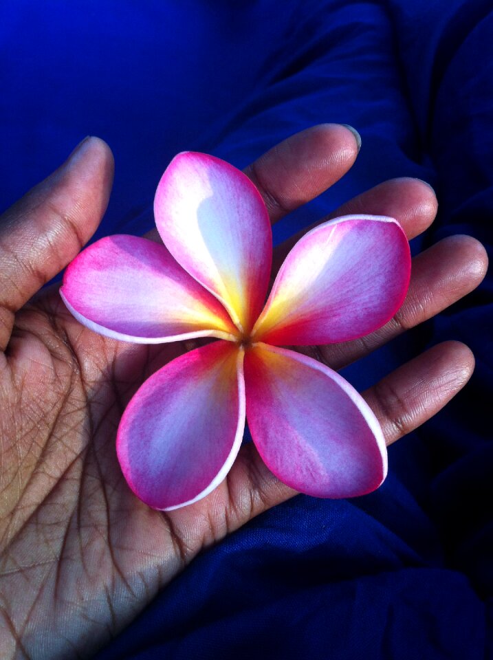 Almond tree offering perfume