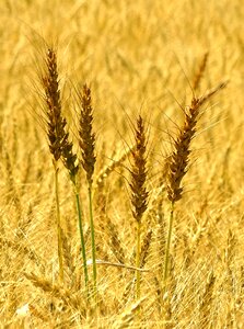 Spike wheat field cereals photo