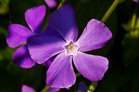 Helllila blue violet nature