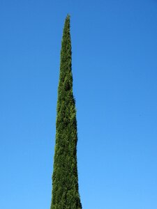Italian cypress mediterranean cypress cupressus sempervirens