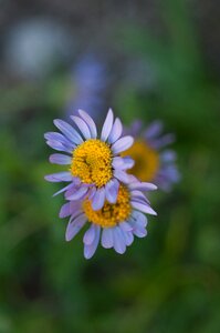 Purple aster purple flowers