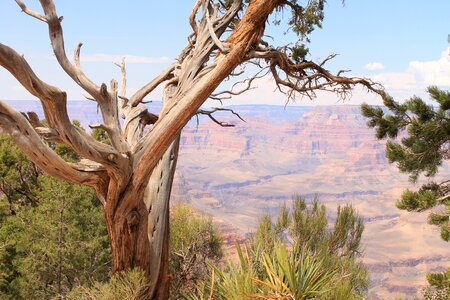 Large canyon tree desert