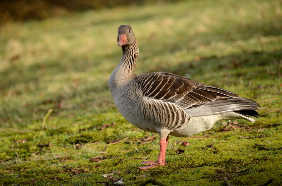 Goose water bird wild goose