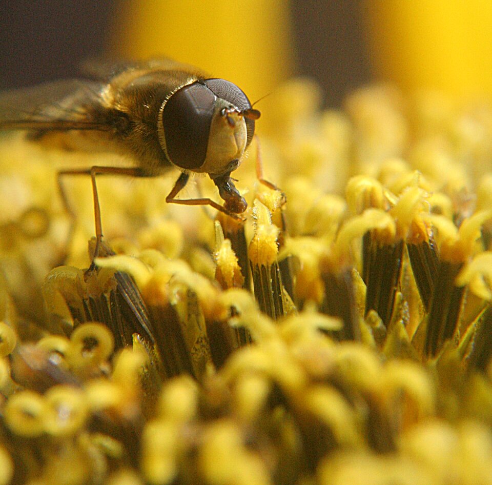 Insect bug small