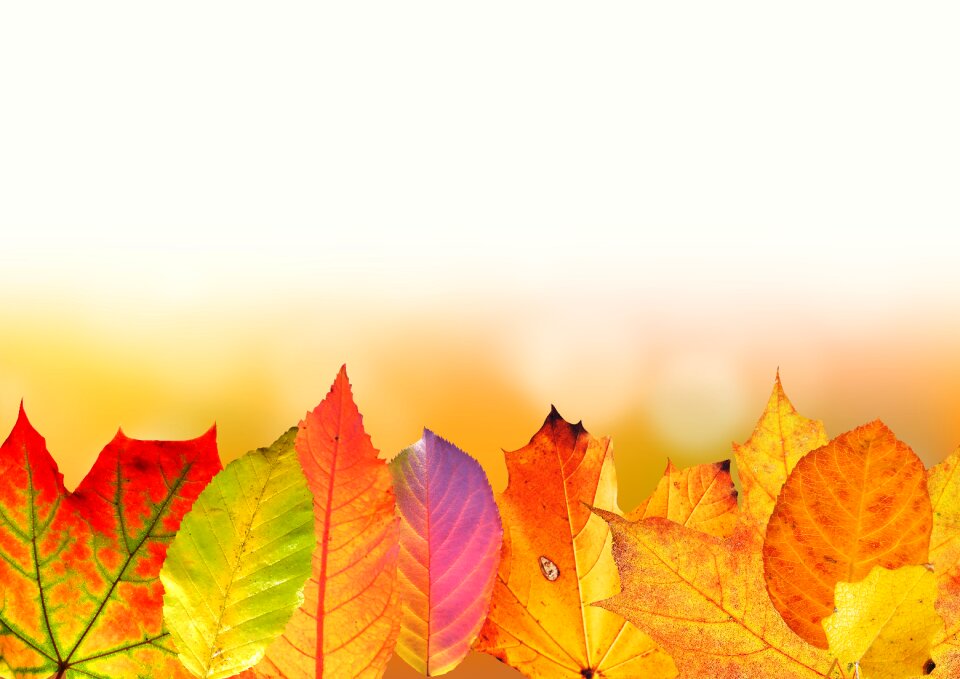 Fall foliage fall color golden autumn