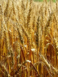 Spike wheat field cereals photo