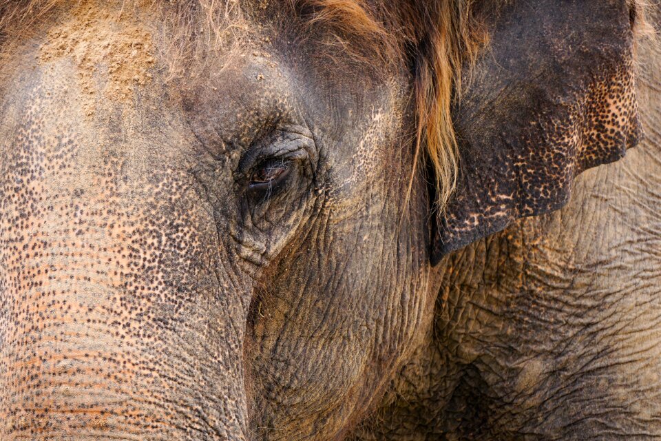 Ivory wrinkled skin