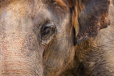 Ivory wrinkled skin