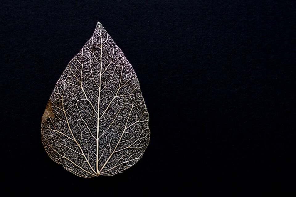 Foliage leaf leaves texture