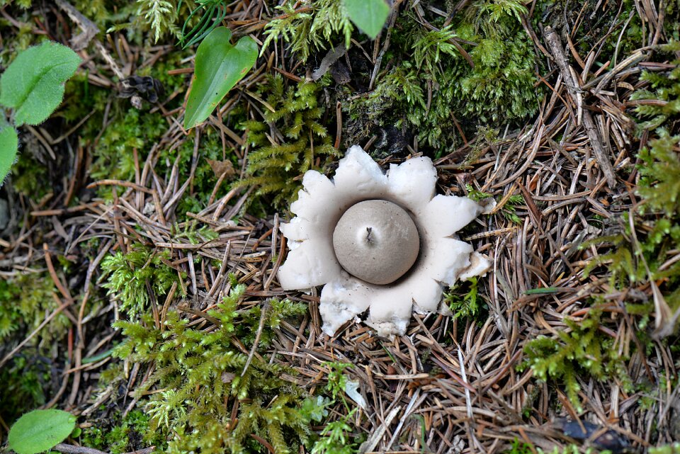 Forest ruff plant nature