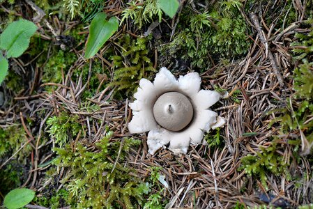 Forest ruff plant nature