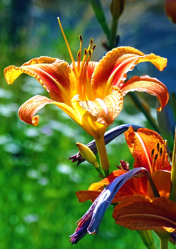 Lily flower orange