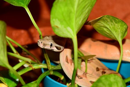 Reptile head lurking