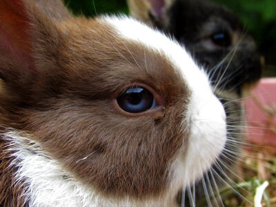 Cute adorable brown rabbit photo