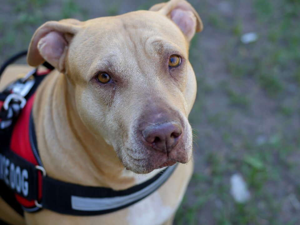 Animal care pit bull