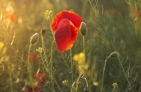 Flower poppy nature
