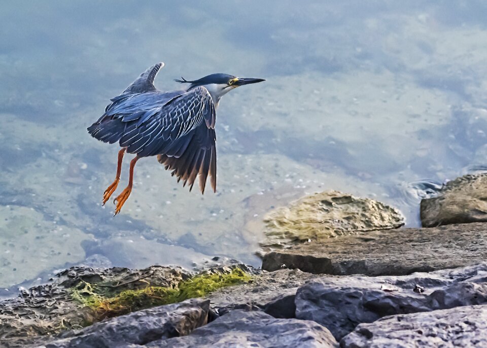 Nature wildlife animal