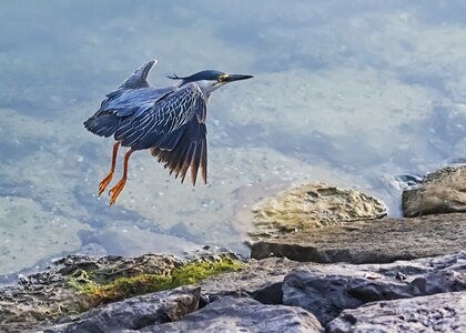 Nature wildlife animal