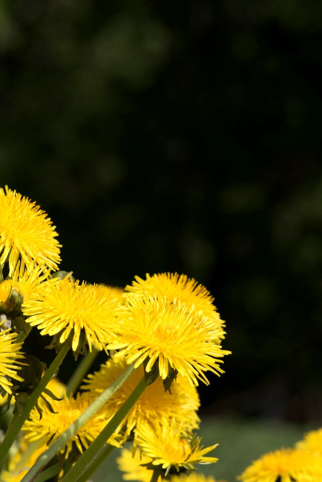 Flower pointed flower yellow meadow flower