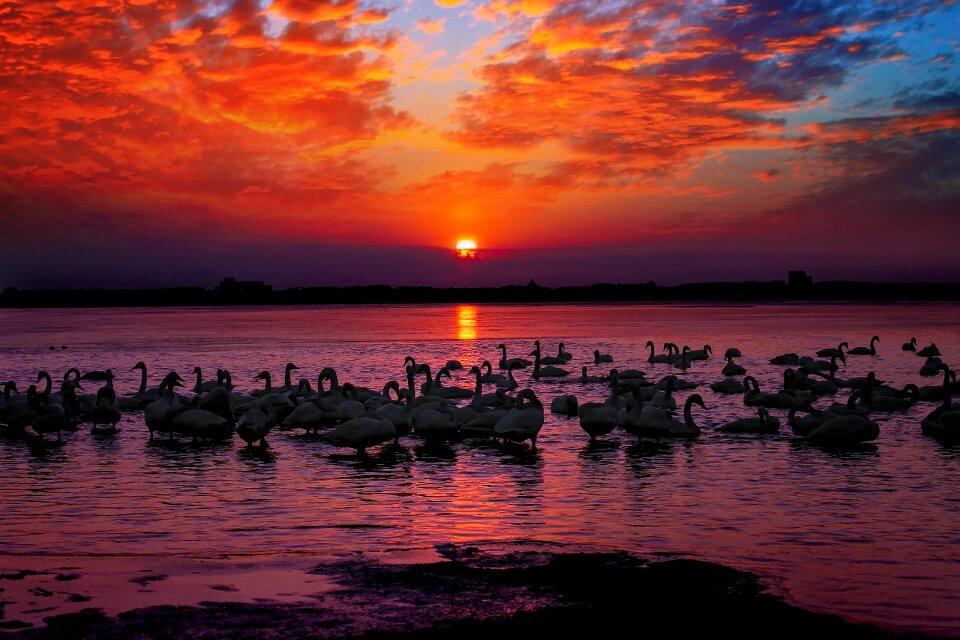 Swan beach cloud
