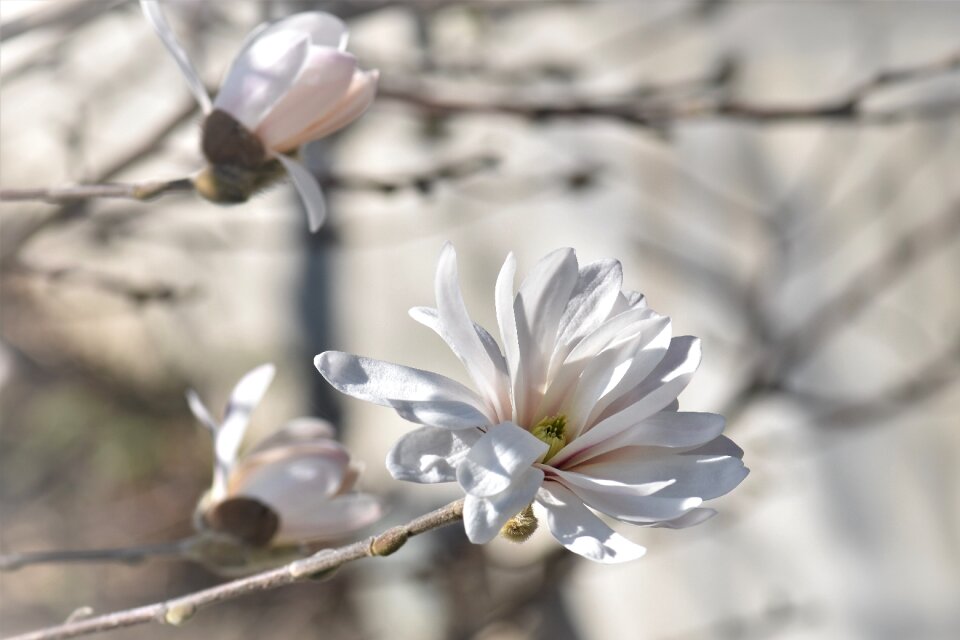 Bloom plant bush